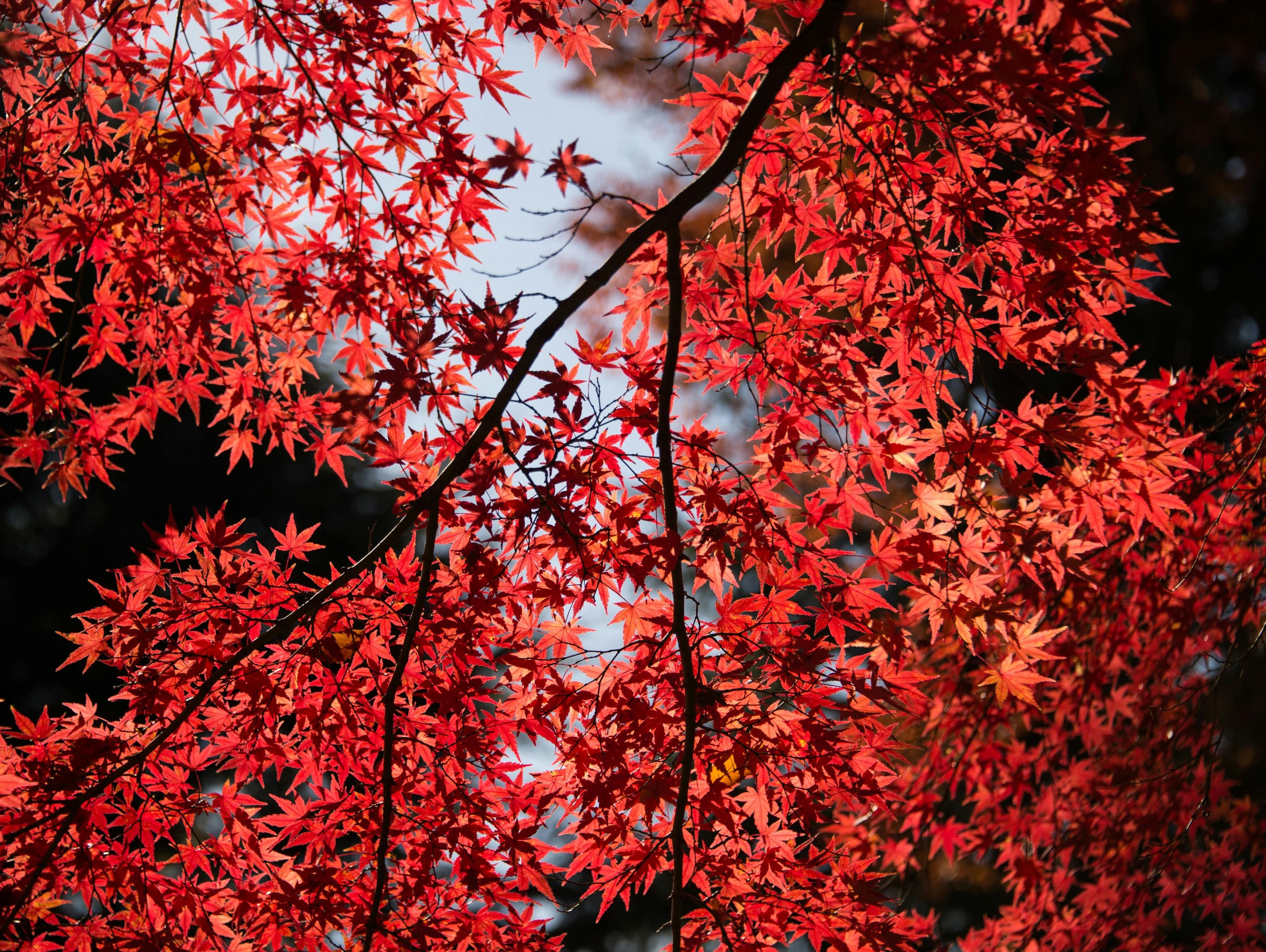 Silver Maple Scholarship Fund