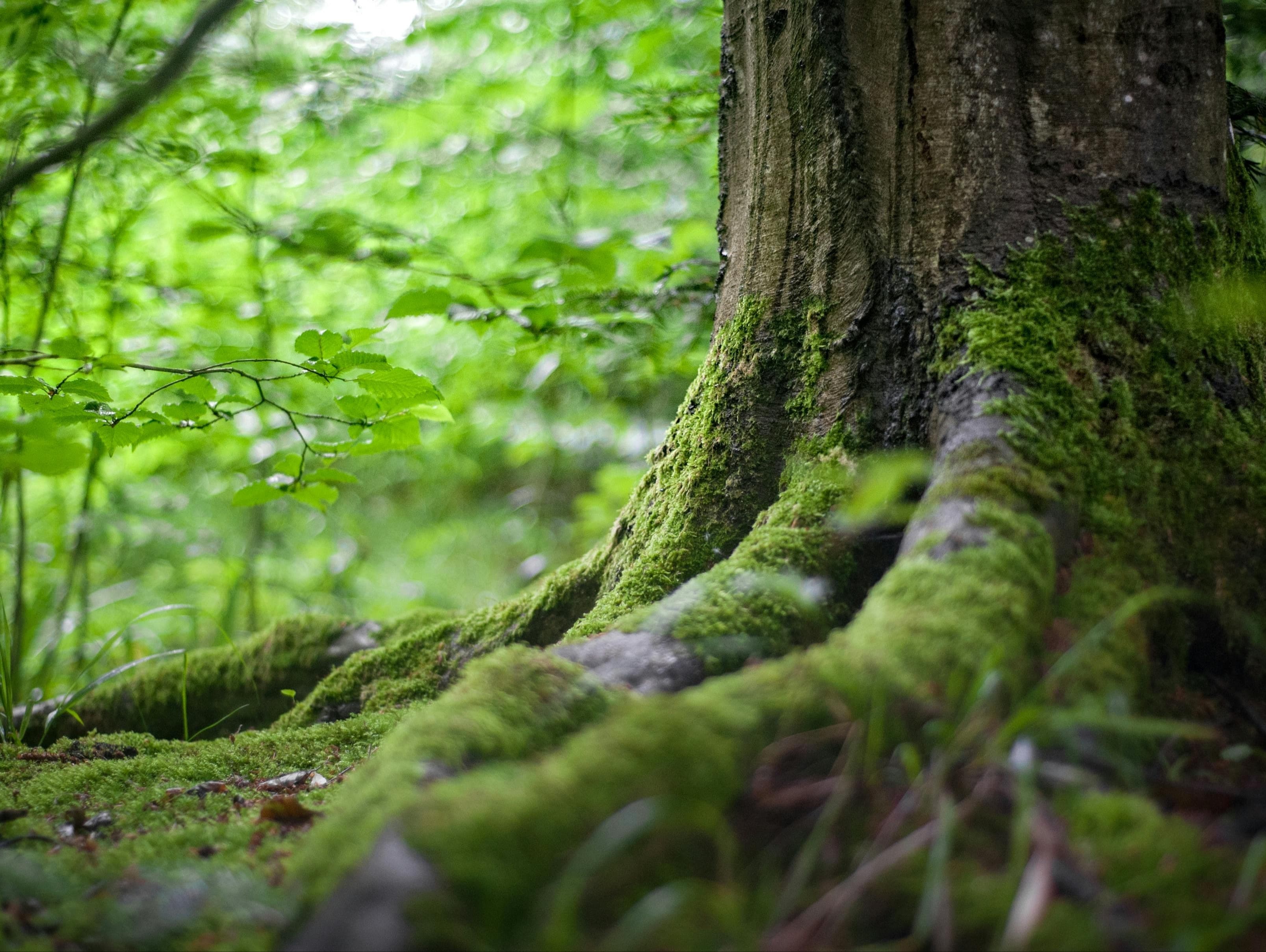 Environmental Stewardship Award Fund