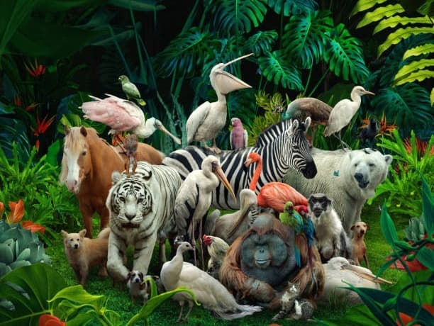 Soulshine Animal Lovers Scholarship Fund