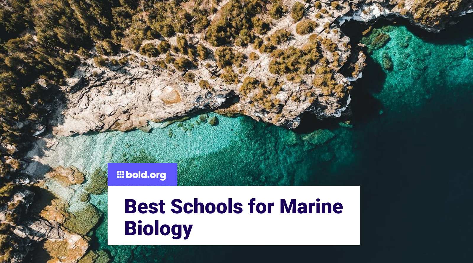 Best Colleges for Marine Biology in the U.S. in 2025 | Bold.org