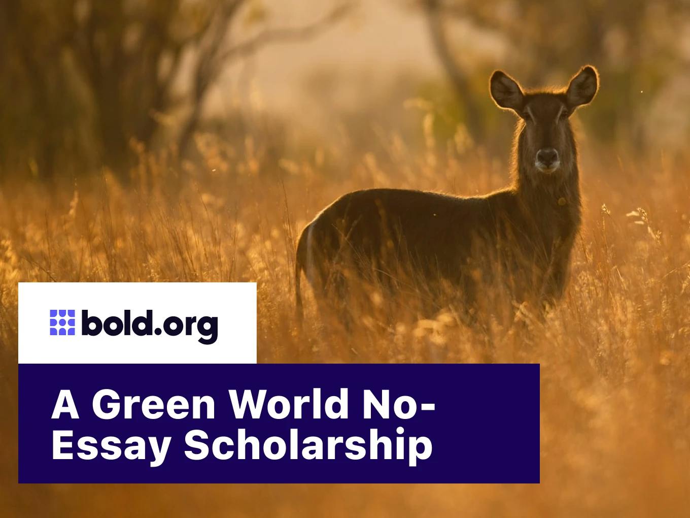 A Green World No-Essay Scholarship