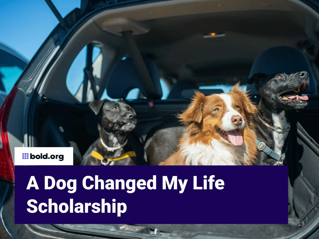 A Dog Changed My Life Scholarship