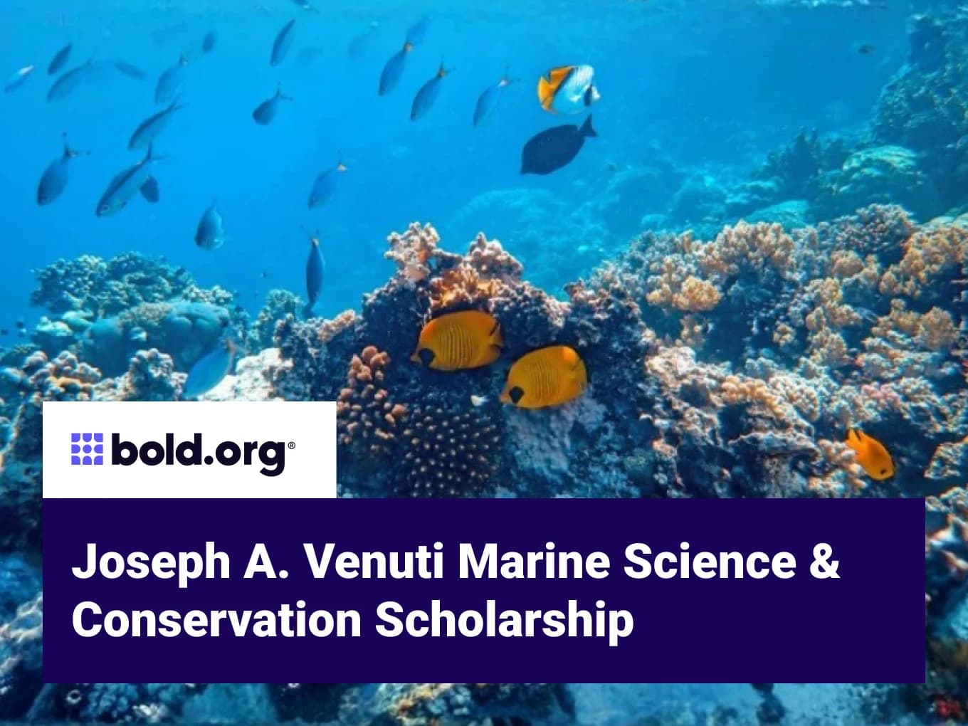 Joseph A. Venuti Marine Science & Conservation Scholarship