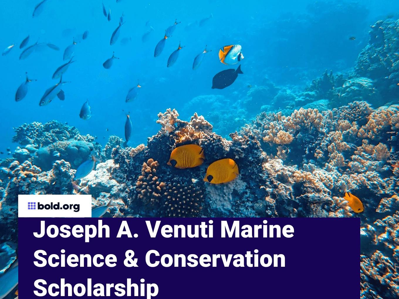 Joseph A. Venuti Marine Science & Conservation Scholarship