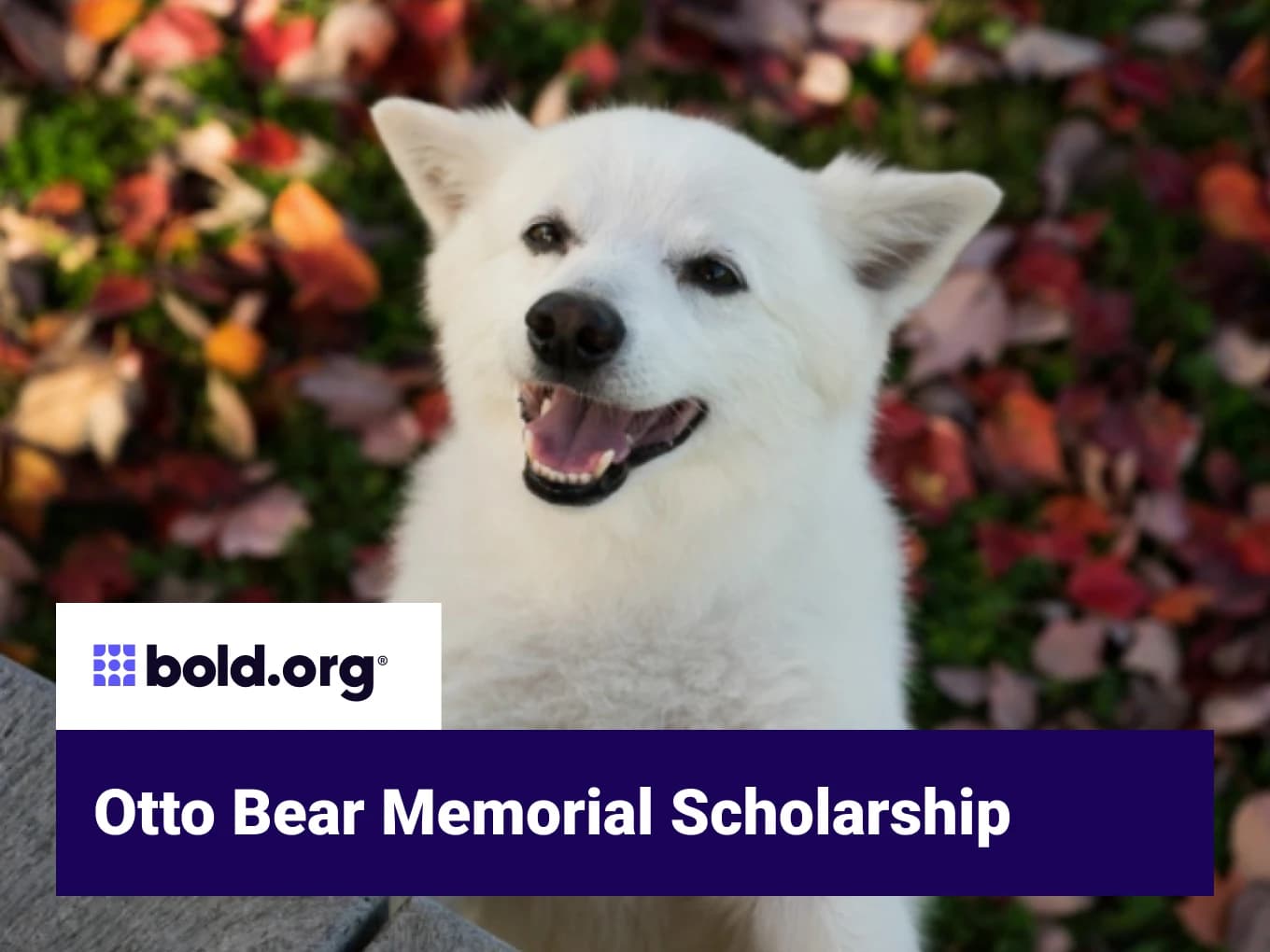 Otto Bear Memorial Scholarship