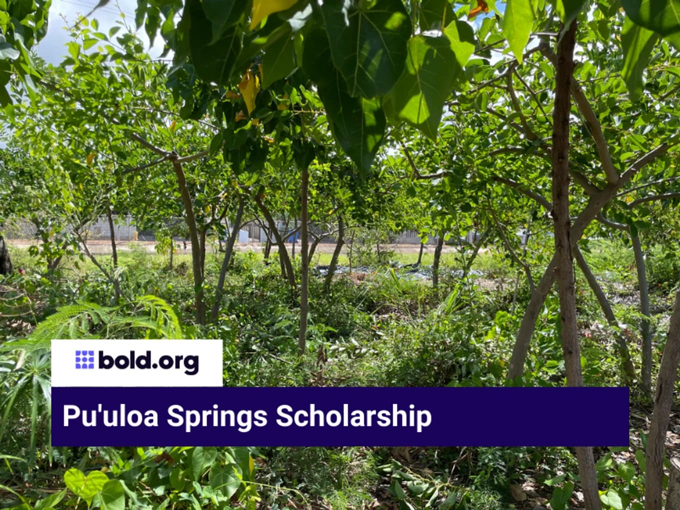 Pu'uloa Springs Scholarship