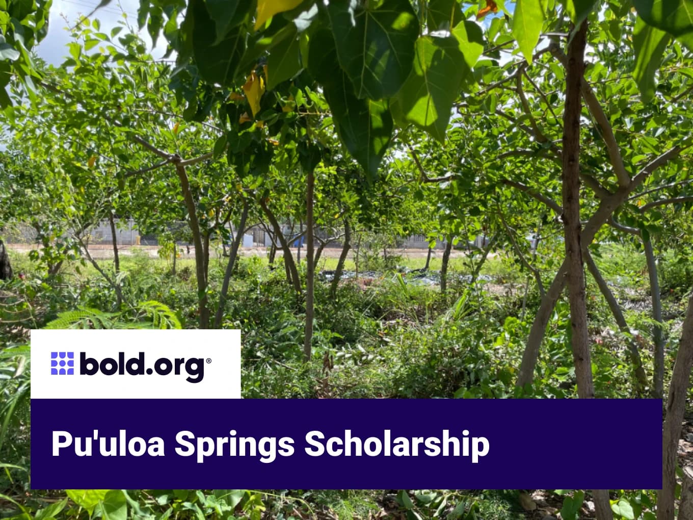 Pu'uloa Springs Scholarship