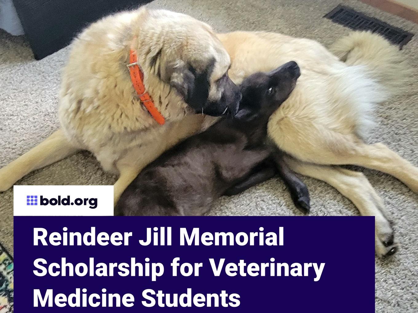 Reindeer Jill Memorial Scholarship for Veterinary Medicine Students