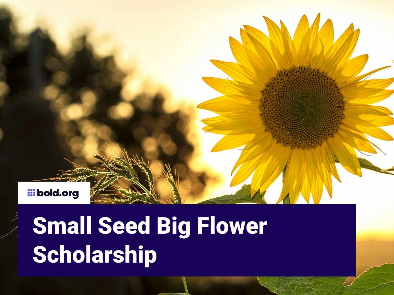Small Seed Big Flower Scholarship