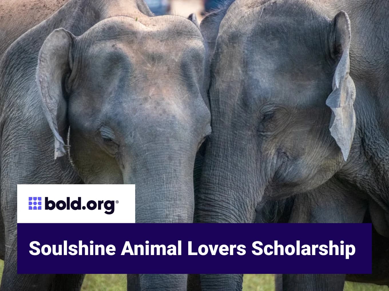 Soulshine Animal Lovers Scholarship