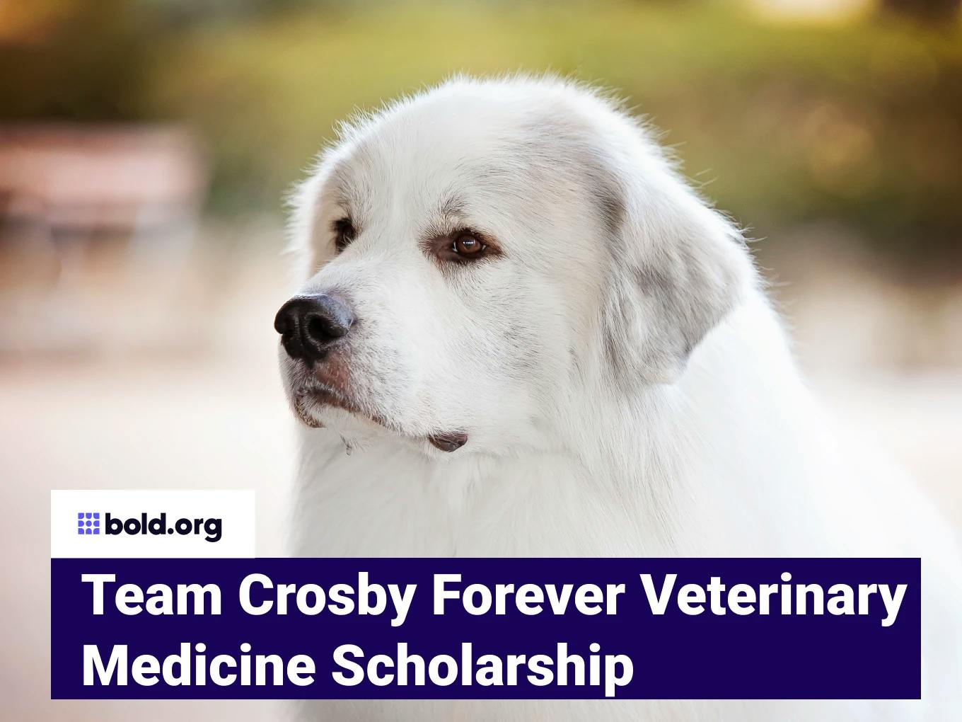 Team Crosby Forever Veterinary Medicine Scholarship