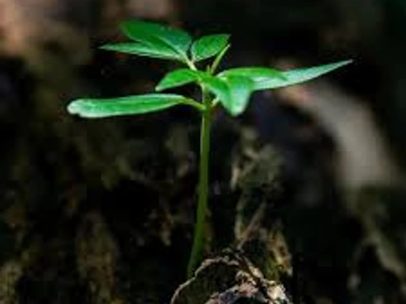 Art of Giving Scholarship Fund