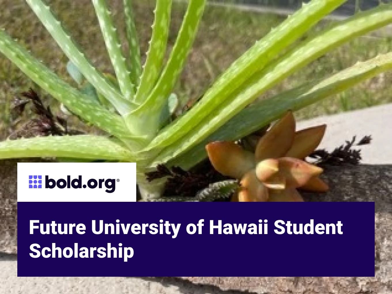 Future University of Hawaii Student Scholarship