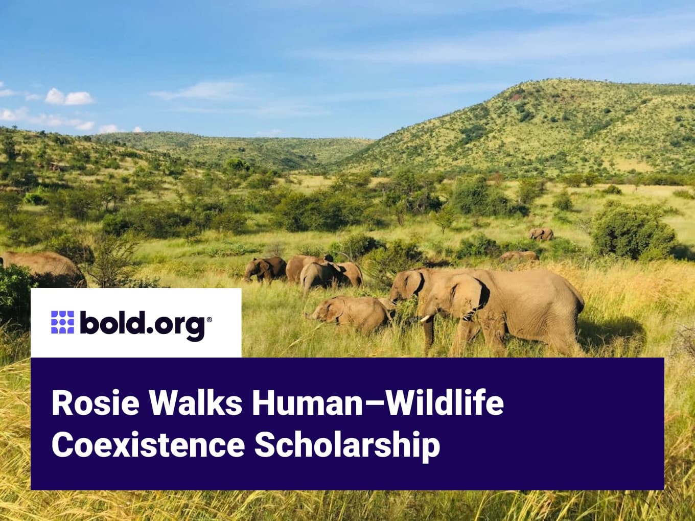 Rosie Walks Human–Wildlife Coexistence Scholarship