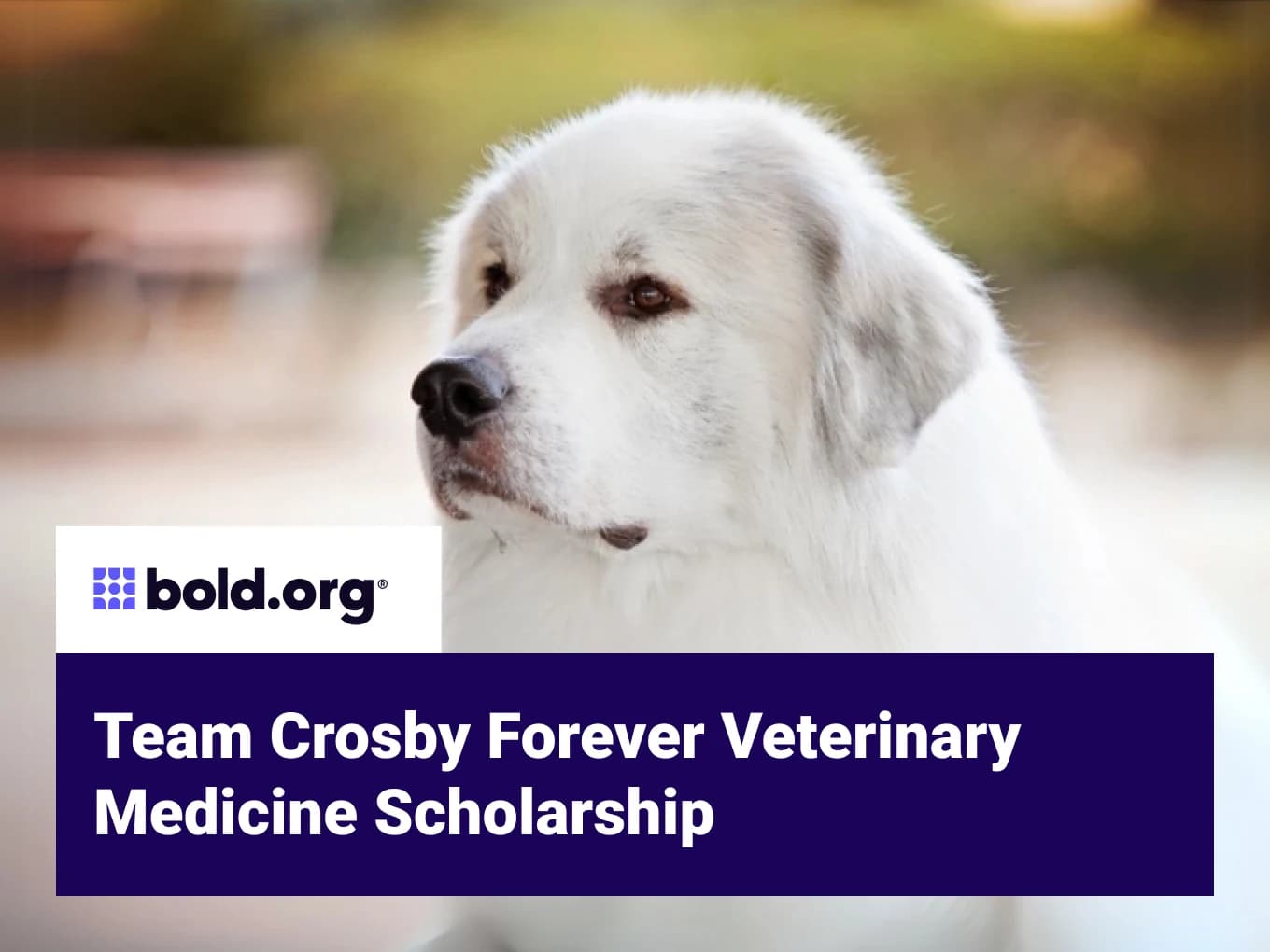 Team Crosby Forever Veterinary Medicine Scholarship